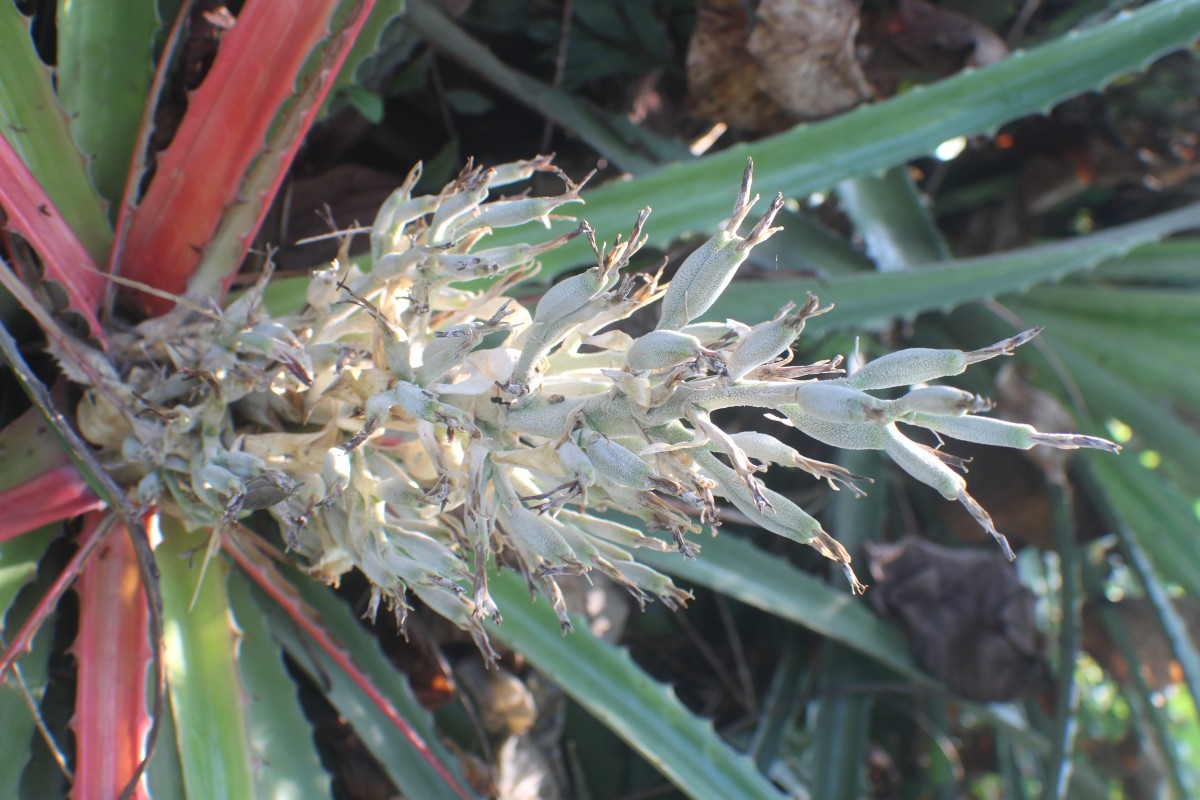 Bromelia pinguin L.